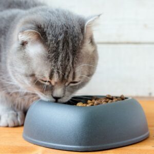 Food Options For All Your Furry Friends