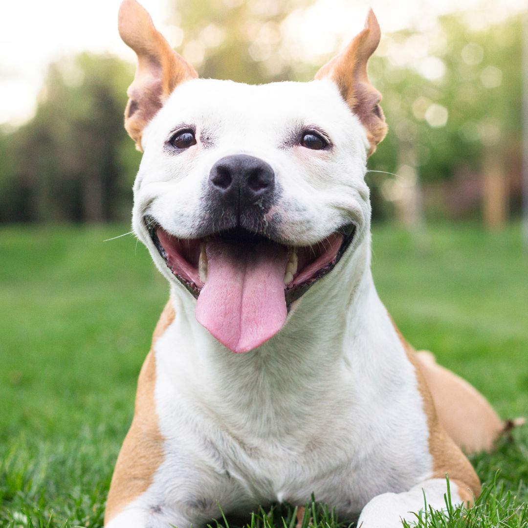 Smiling dog